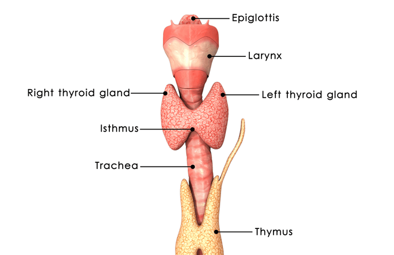 Diagram of the different parts of the thyroid