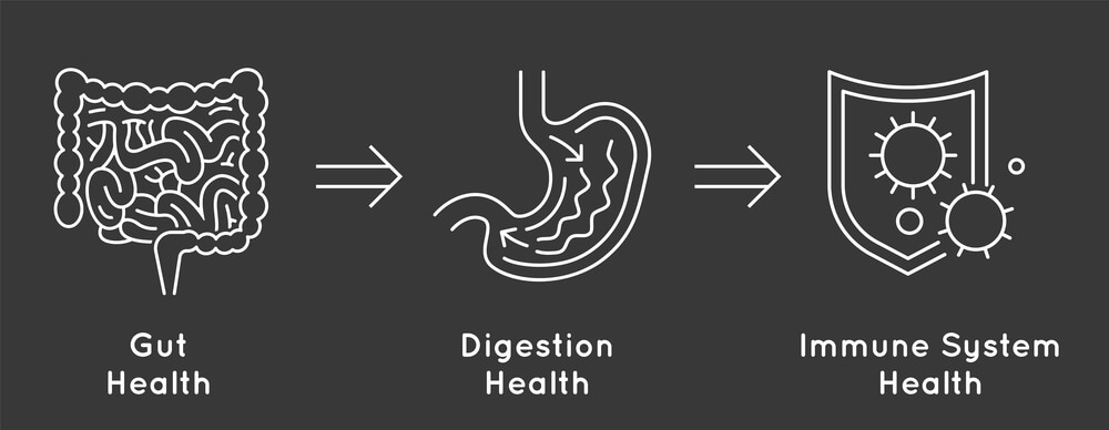 Diagram showing the importance of gut health