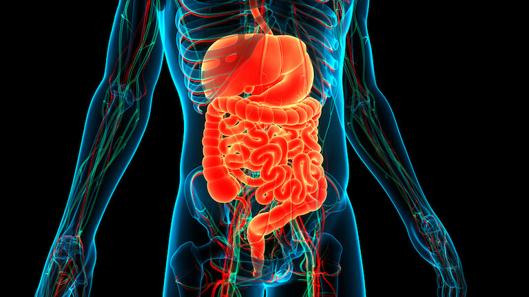 Image of digestive organs seen via x-ray