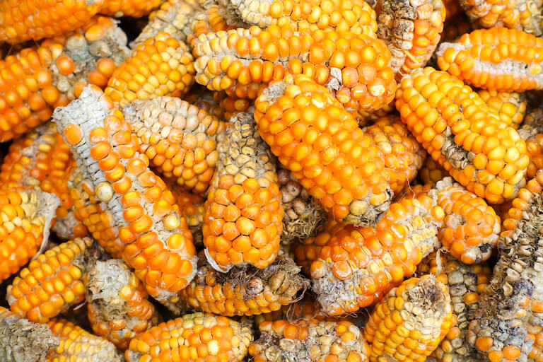 Moldy corn, a common contributor of mycotoxins in the diet.